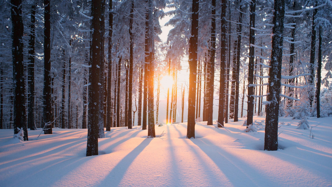 Обои дерево, снег, зима, природа, лес в разрешении 1366x768