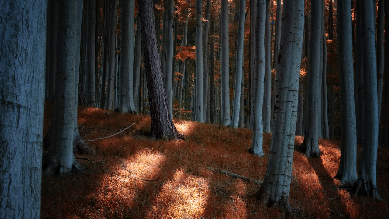 Обои лес, дерево, биом, лесистая местность, хвойными лесами в разрешении 1280x720