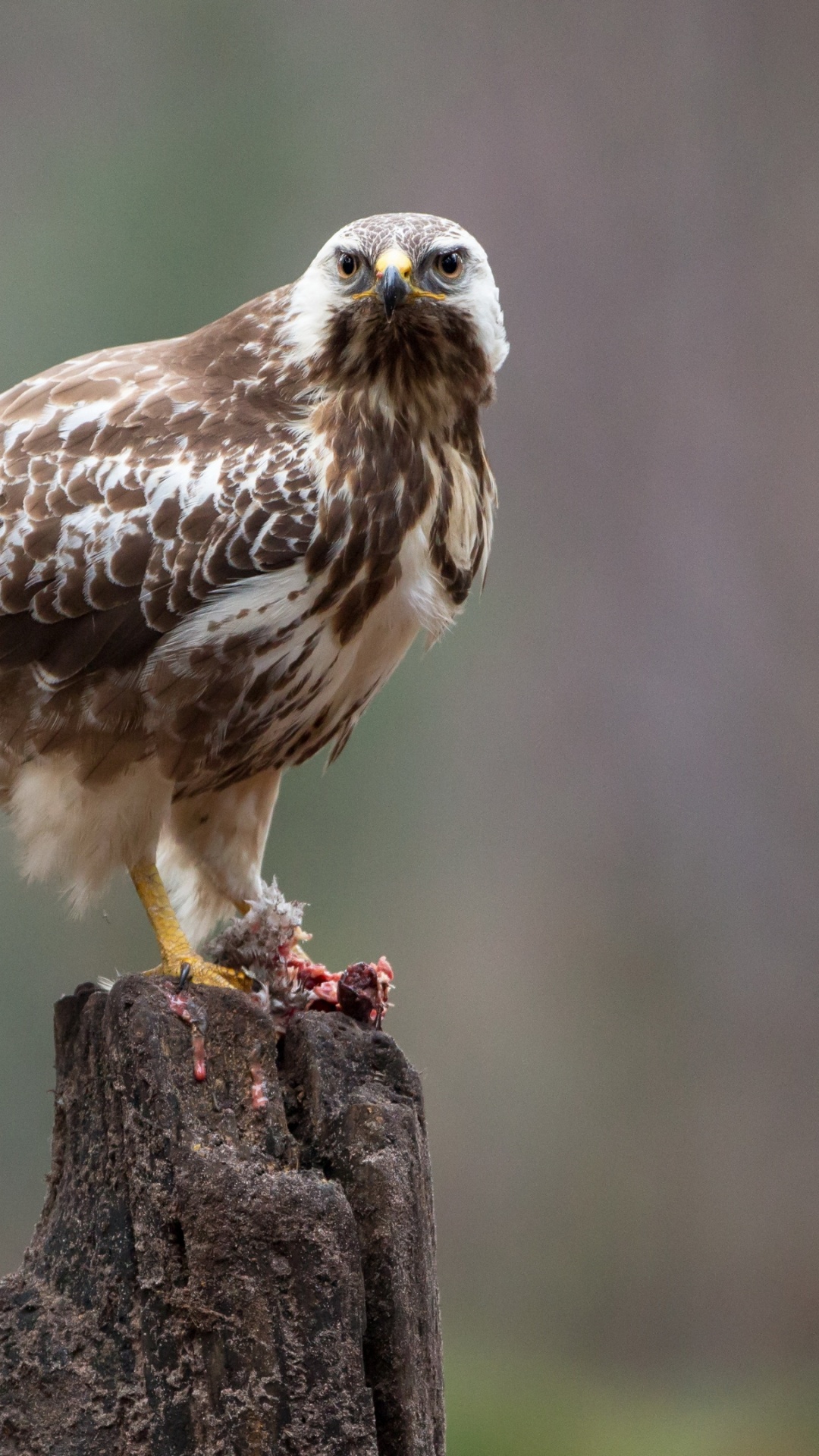 Обои accipitriformes, Сокол, хищная птица, ястреб, наука в разрешении 1080x1920