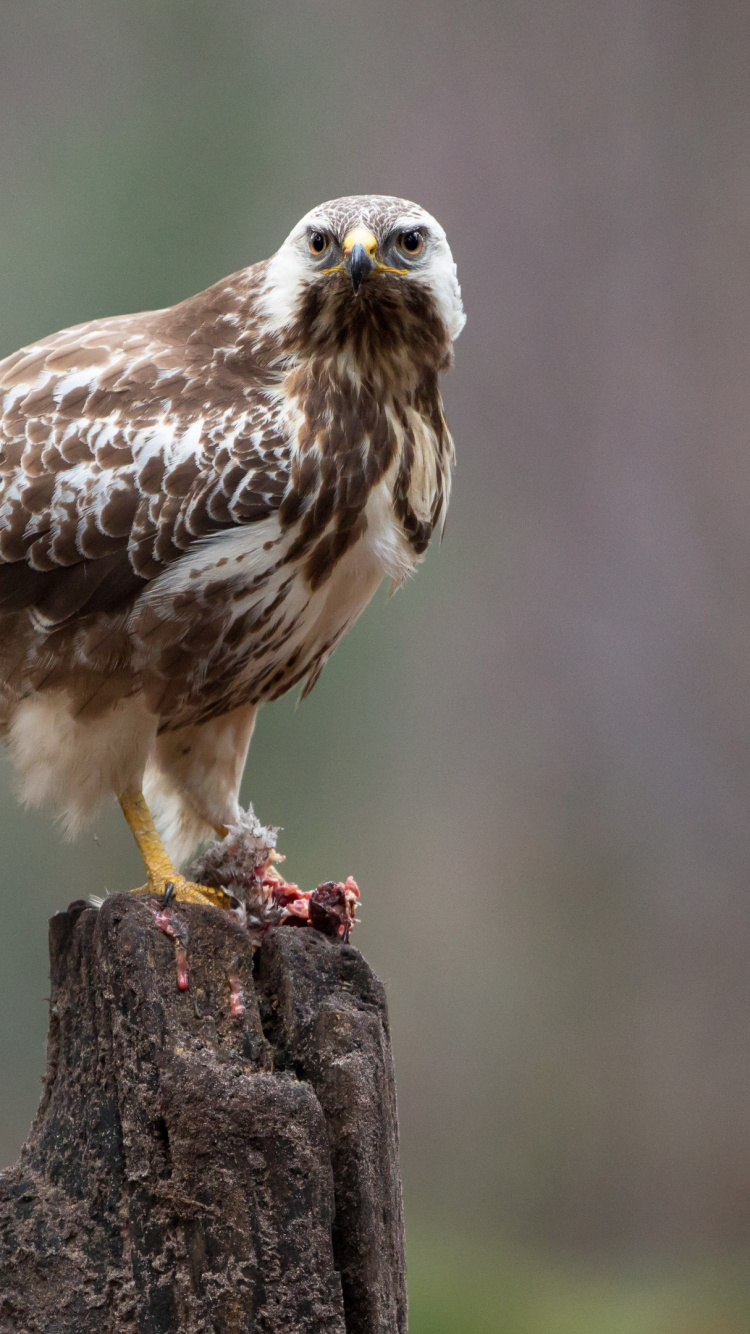 Обои accipitriformes, Сокол, хищная птица, ястреб, наука в разрешении 750x1334