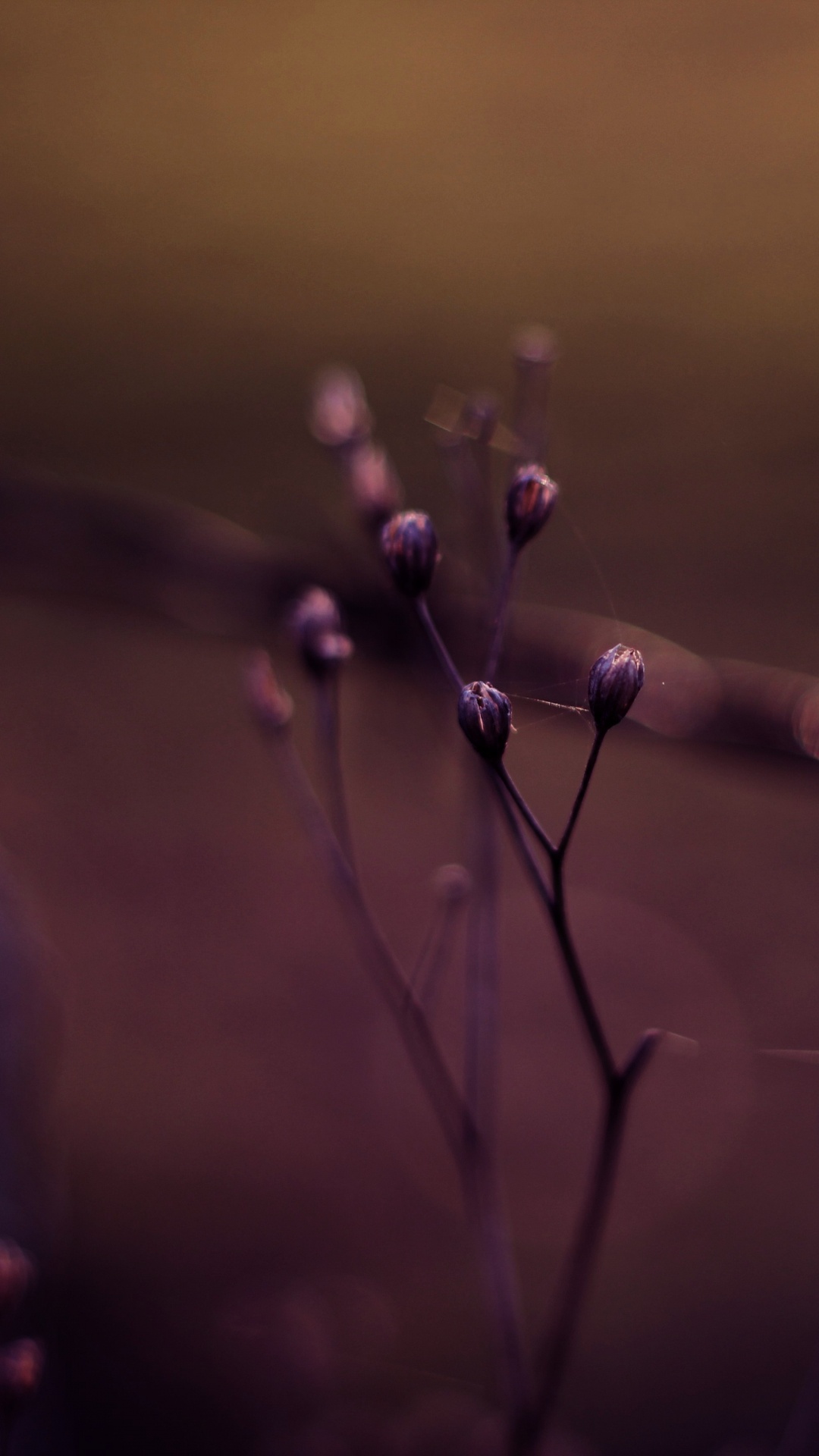 Обои боке, вода, пурпур, Фиолетовый, Представление в разрешении 1080x1920