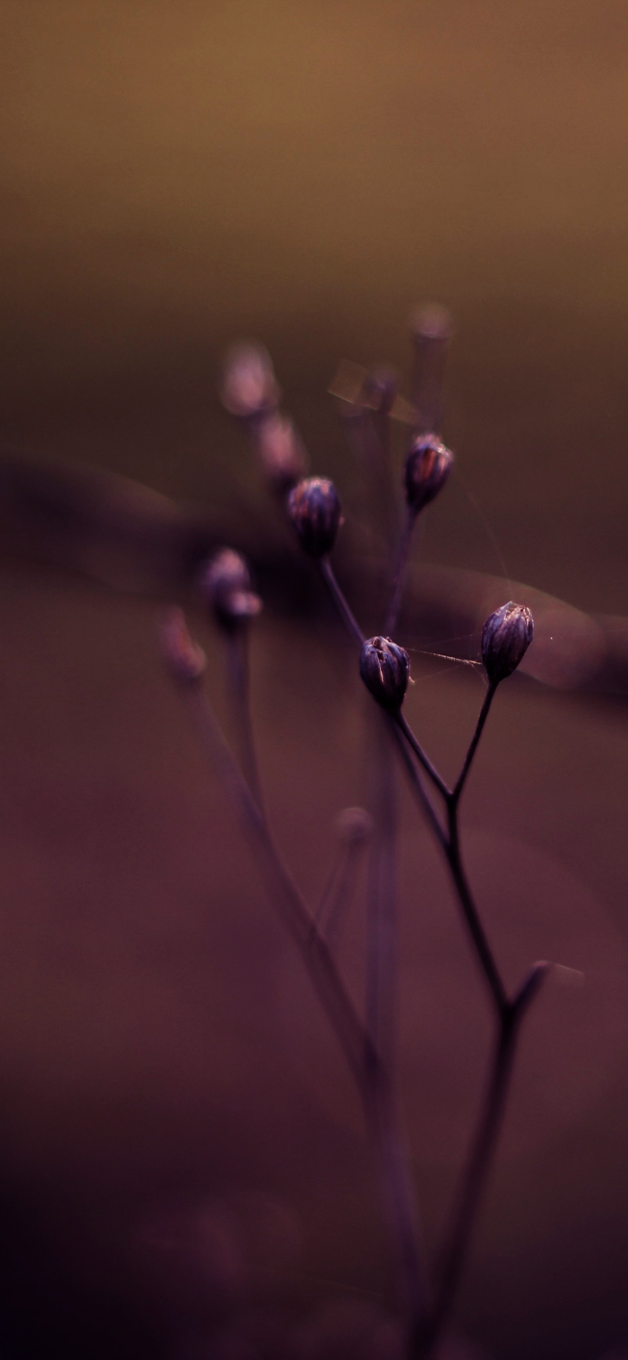 Обои боке, вода, пурпур, Фиолетовый, Представление в разрешении 1242x2688