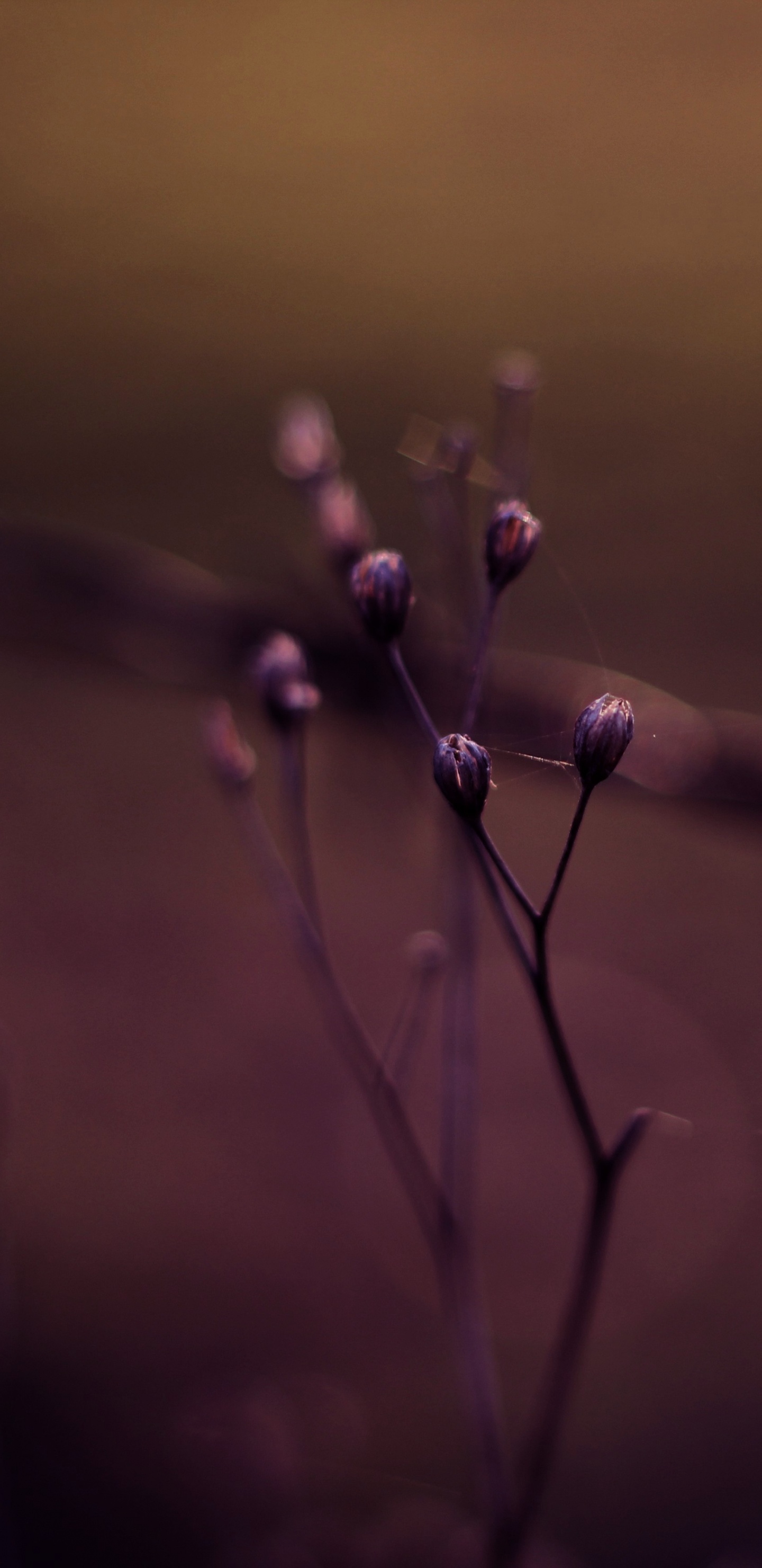 Обои боке, вода, пурпур, Фиолетовый, Представление в разрешении 1440x2960