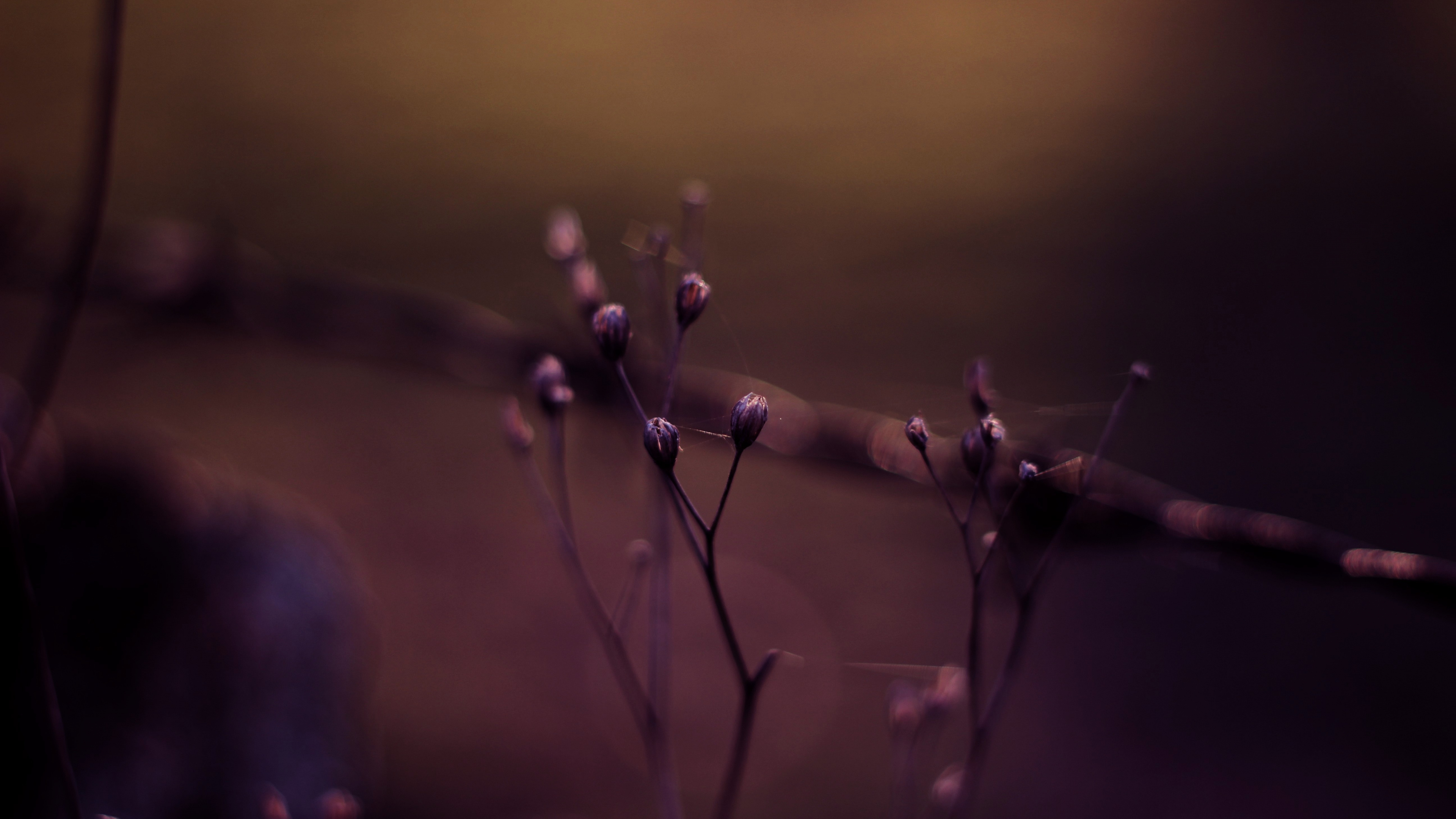 Обои боке, вода, пурпур, Фиолетовый, Представление в разрешении 3840x2160