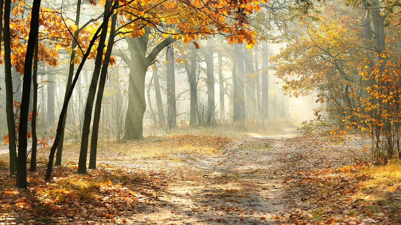 Обои лес, дерево, природа, лесистая местность, осень в разрешении 1280x720