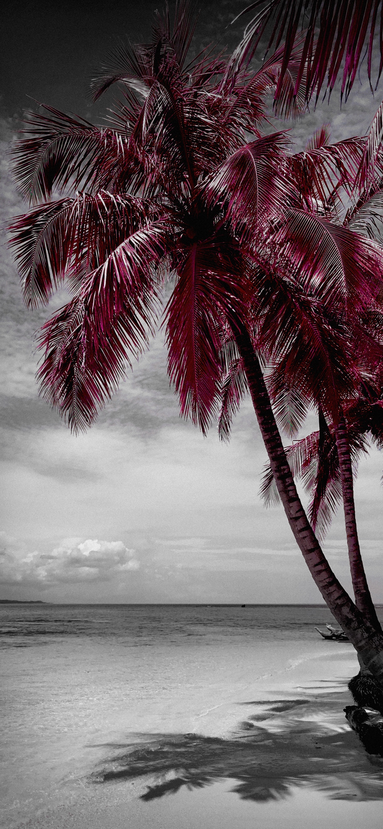 Обои пляж, вода, растение, белые, природа в разрешении 1242x2688