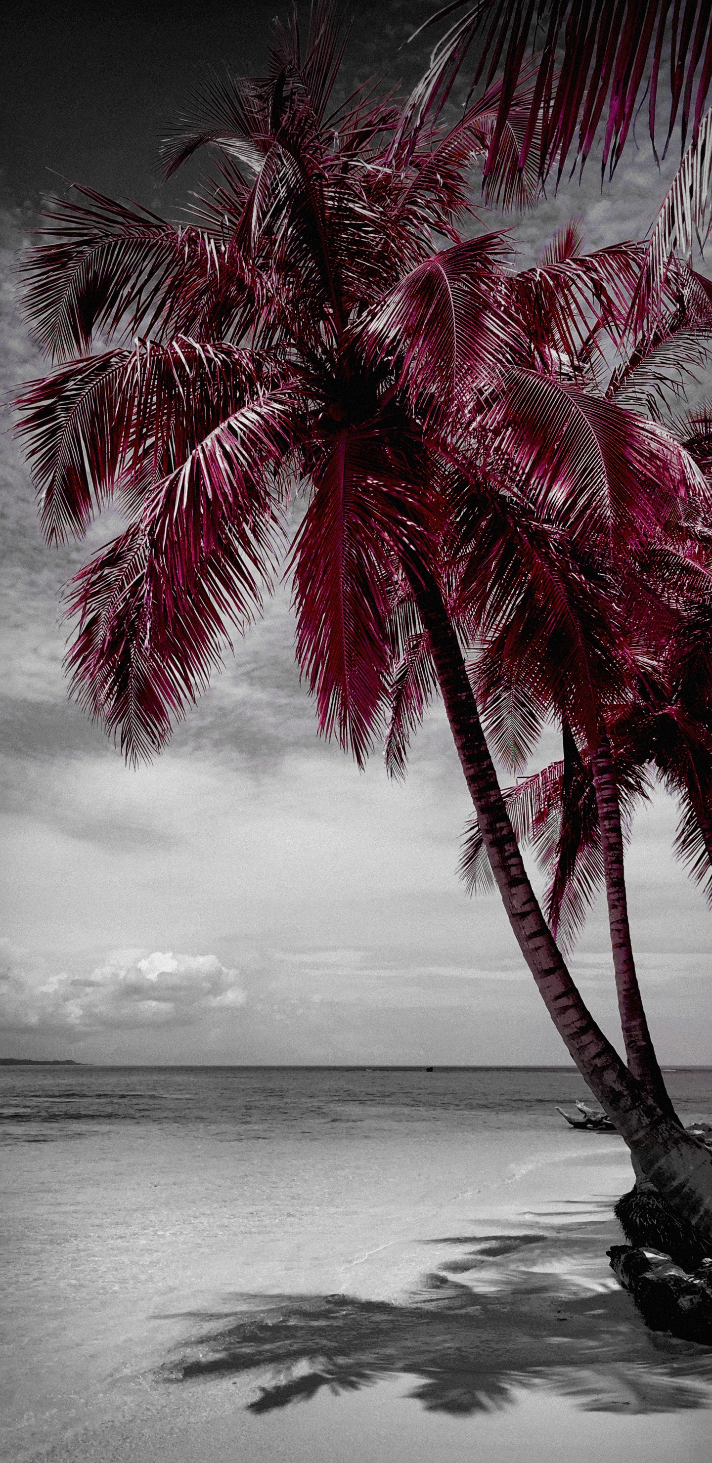 Обои пляж, вода, растение, белые, природа в разрешении 1440x2960