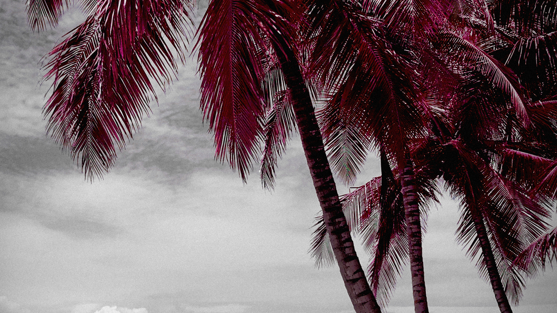 Обои пляж, вода, растение, белые, природа в разрешении 1920x1080