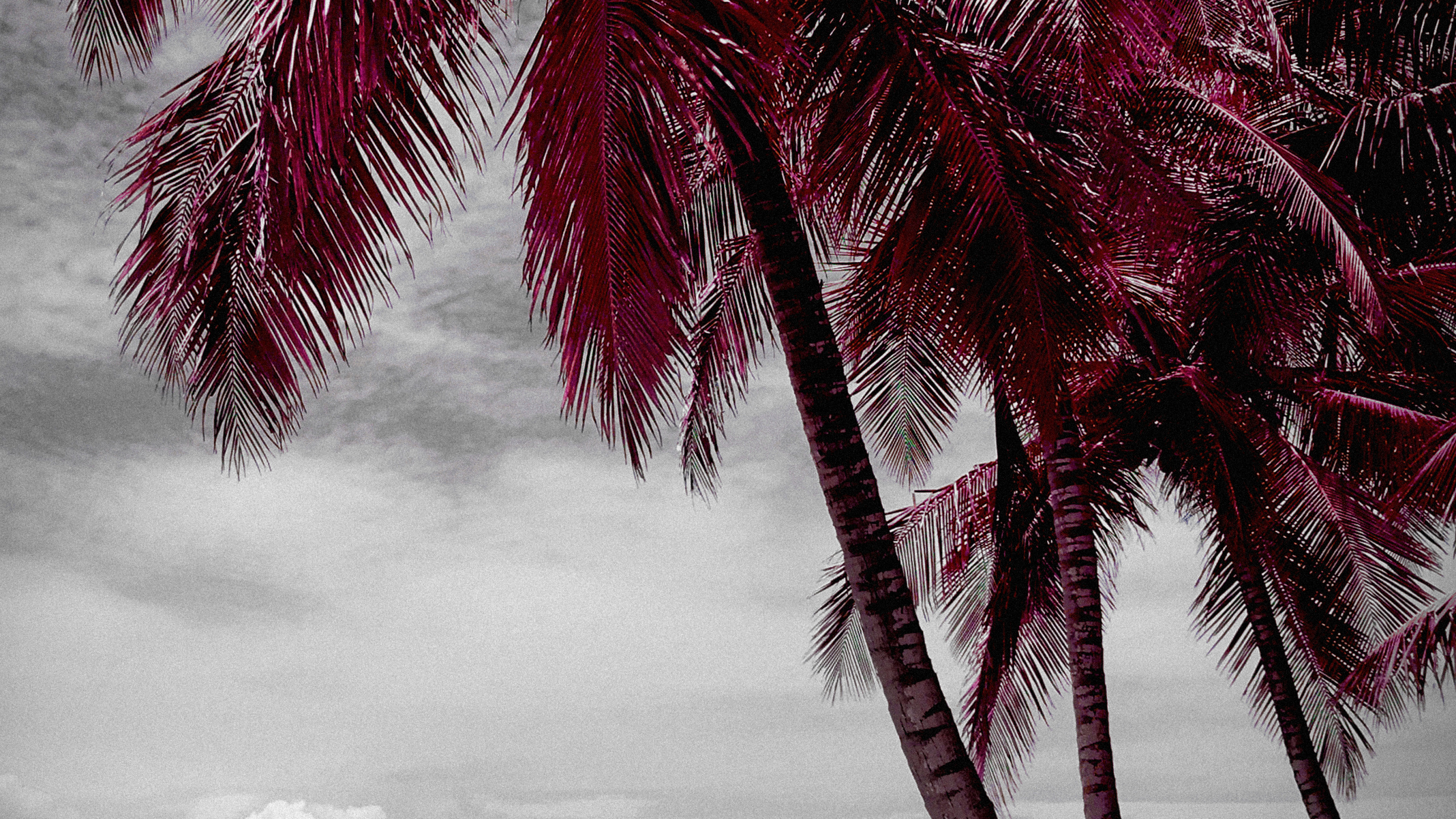 Обои пляж, вода, растение, белые, природа в разрешении 2560x1440