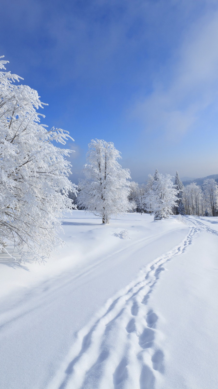 Обои снег, зима, дерево, мороз, замораживание в разрешении 750x1334