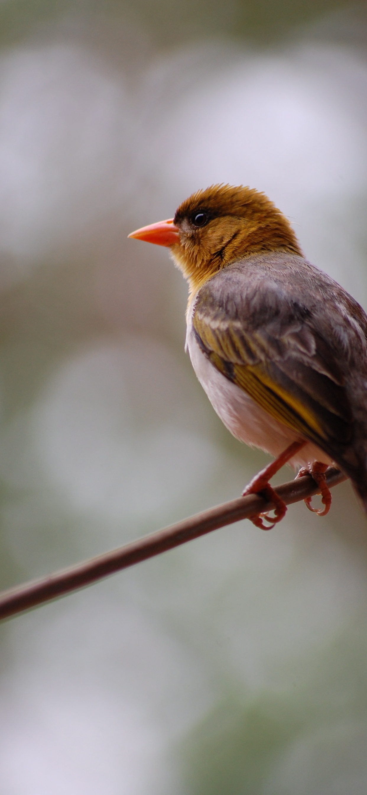 Обои надежда в горе цитаты, отец натур, надежда, котировка, горе в разрешении 1242x2688