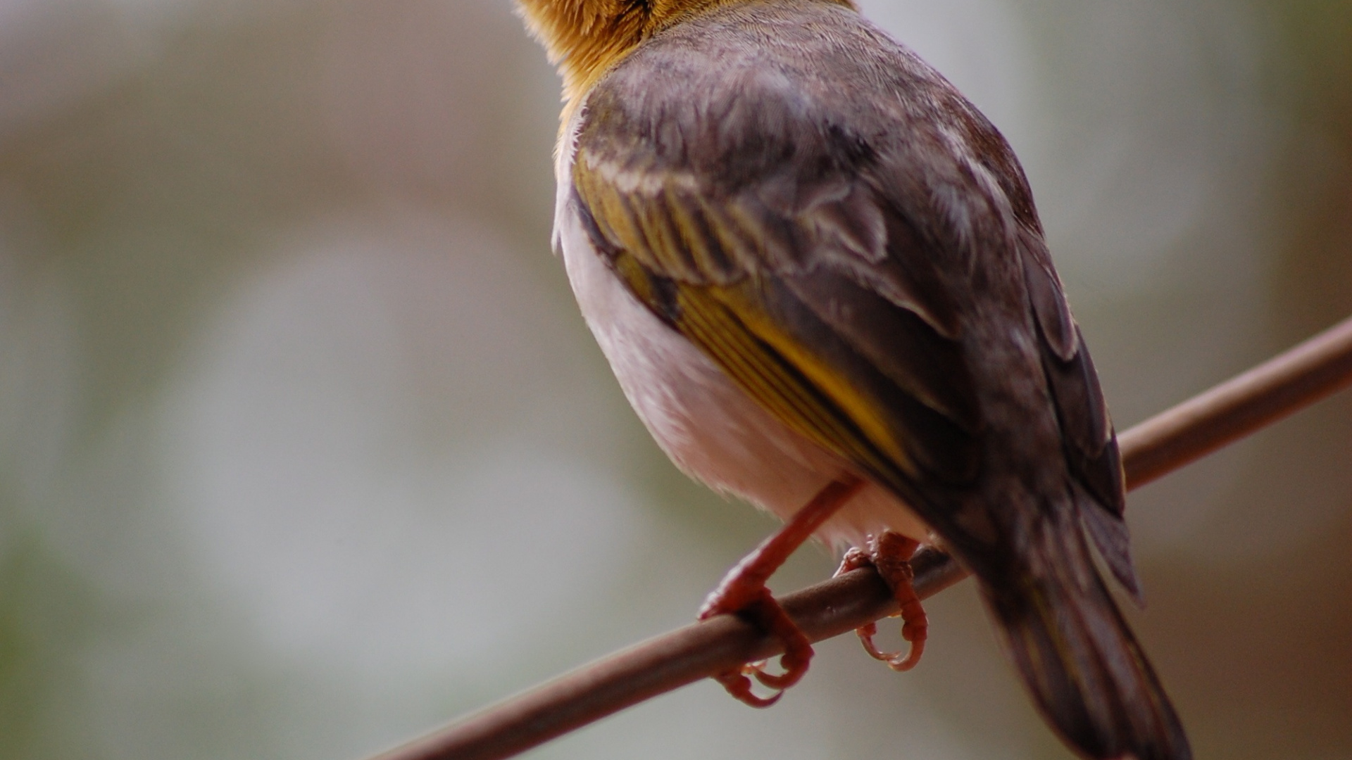 Обои надежда в горе цитаты, отец натур, надежда, котировка, горе в разрешении 1920x1080