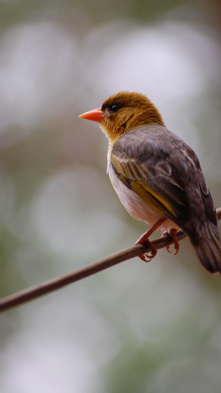 Обои надежда в горе цитаты, отец натур, надежда, котировка, горе в разрешении 750x1334