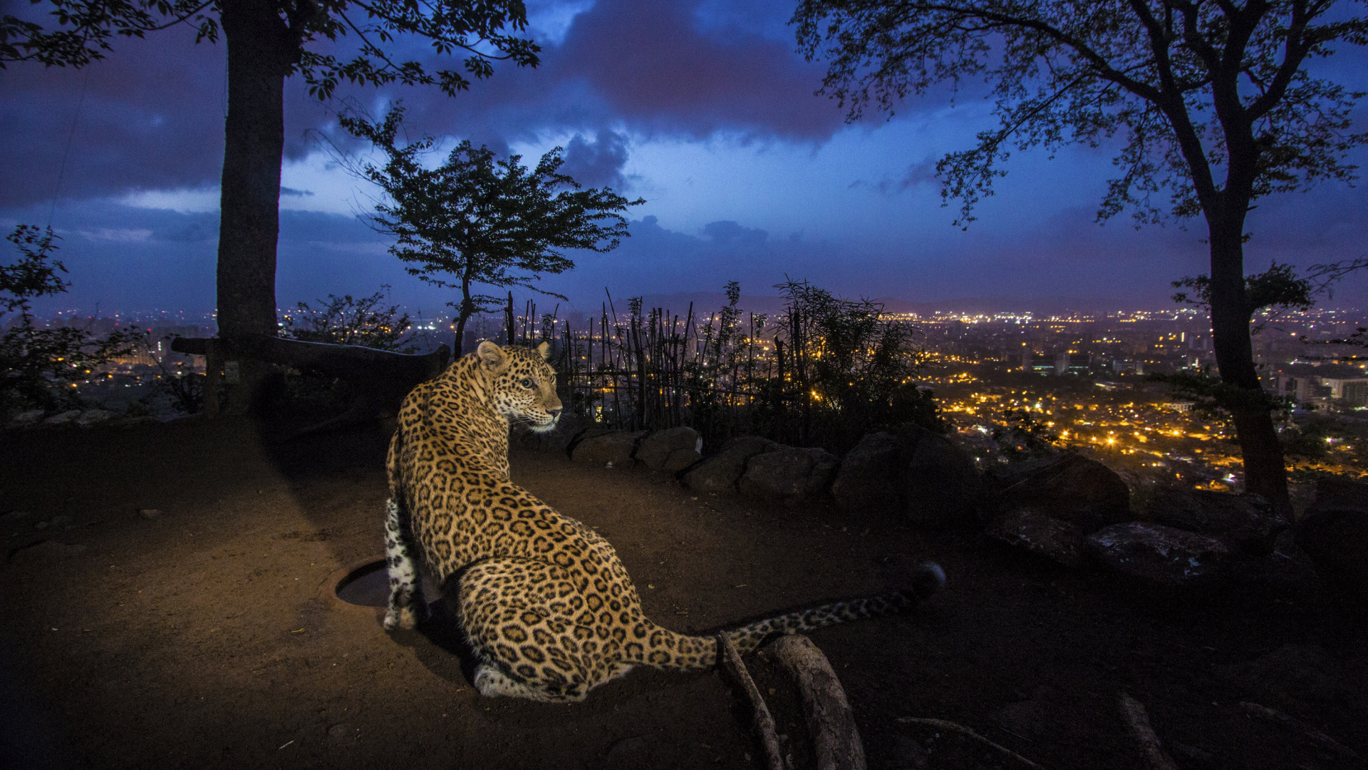 Обои Леопард, ночь, дерево, пейзаж, растение в разрешении 1920x1080