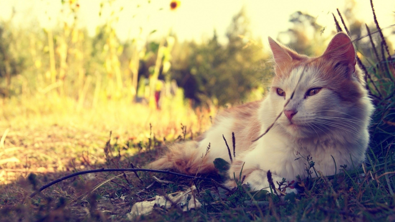Обои котенок, утро, солнечный свет, млекопитающее, живая природа в разрешении 1280x720