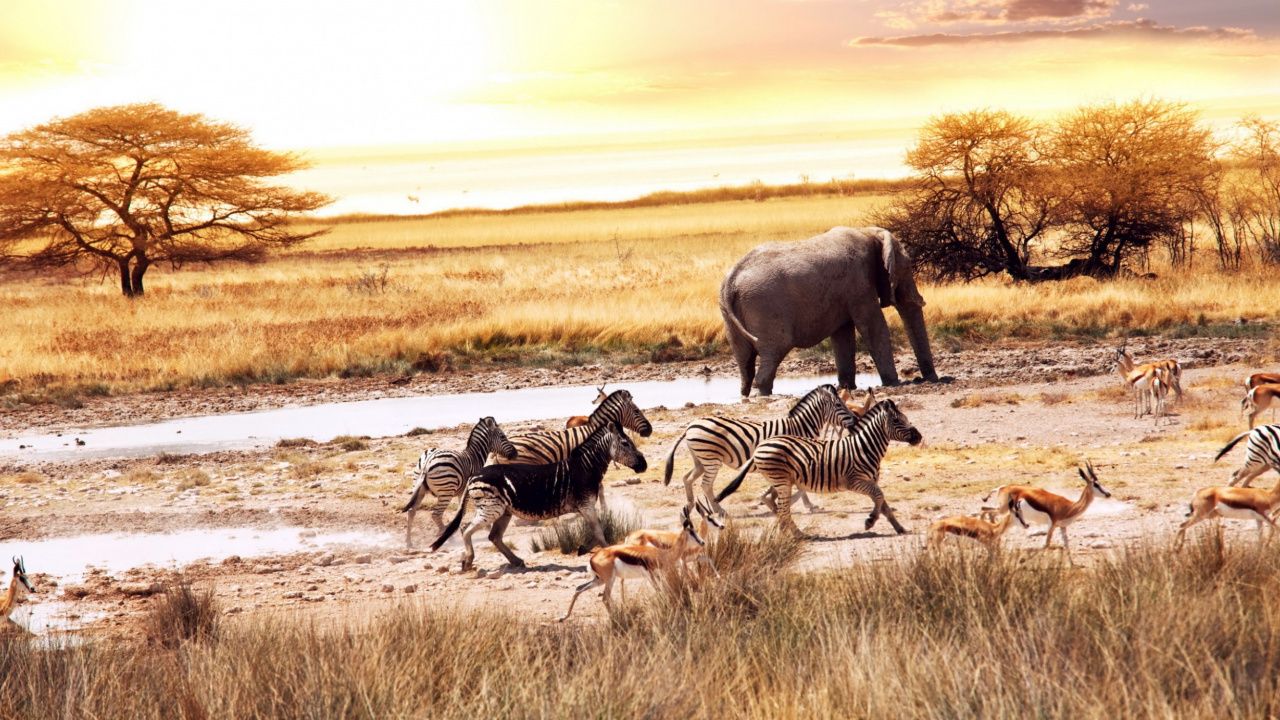 Обои сафари, Слон, живая природа, Саванна, стадо в разрешении 1280x720