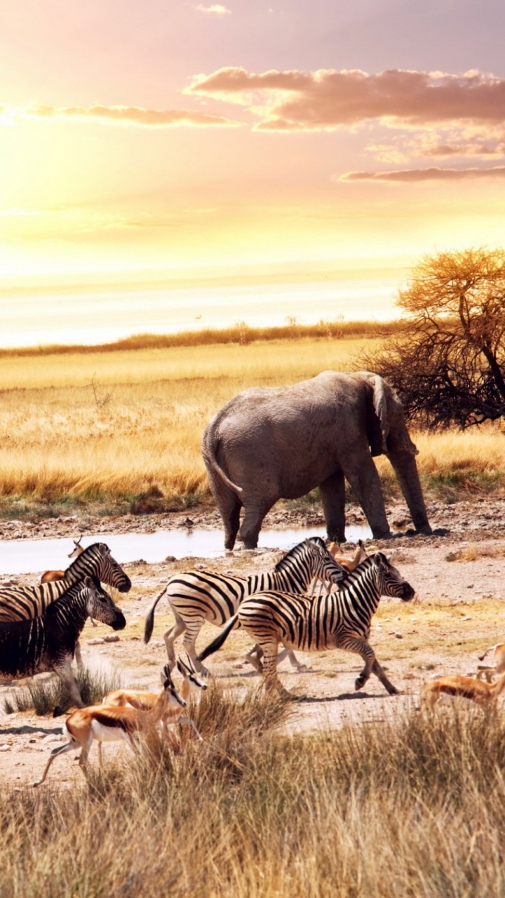 Обои сафари, Слон, живая природа, Саванна, стадо в разрешении 720x1280