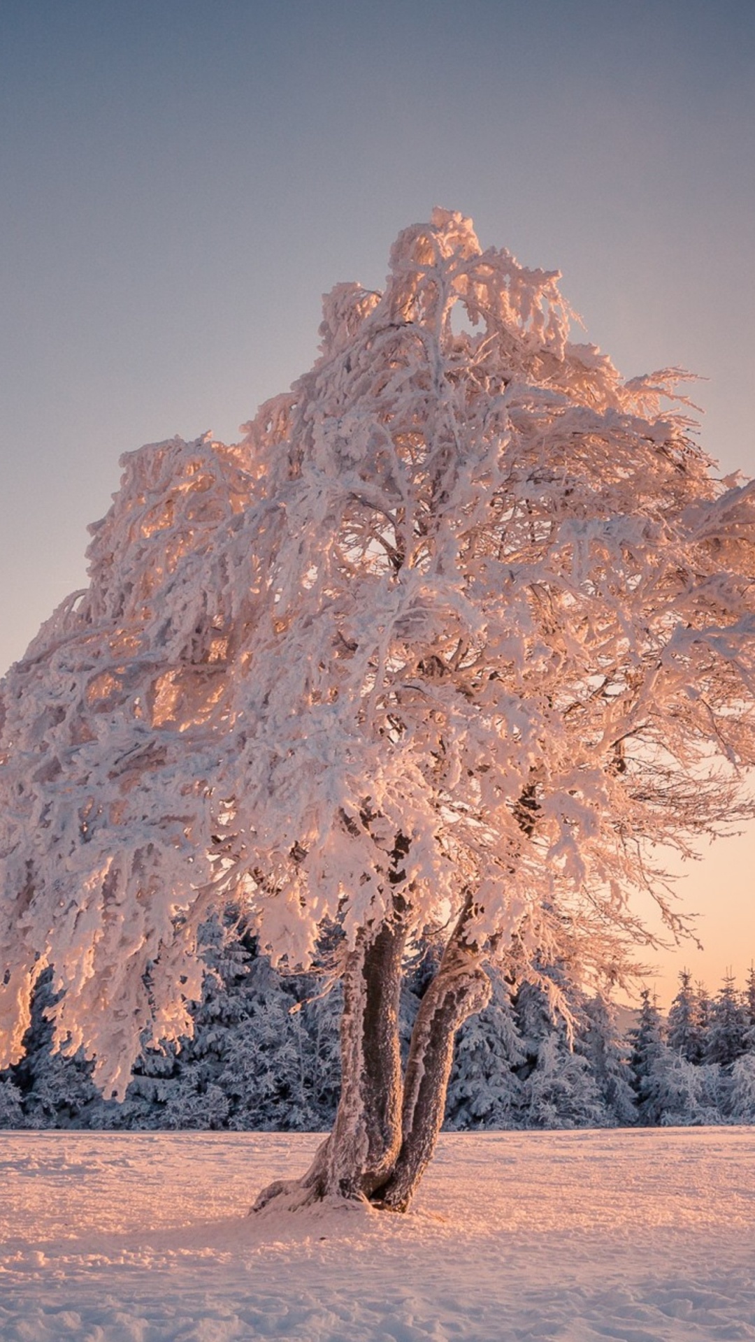 Обои дерево, зима, снег, природа, замораживание в разрешении 1080x1920