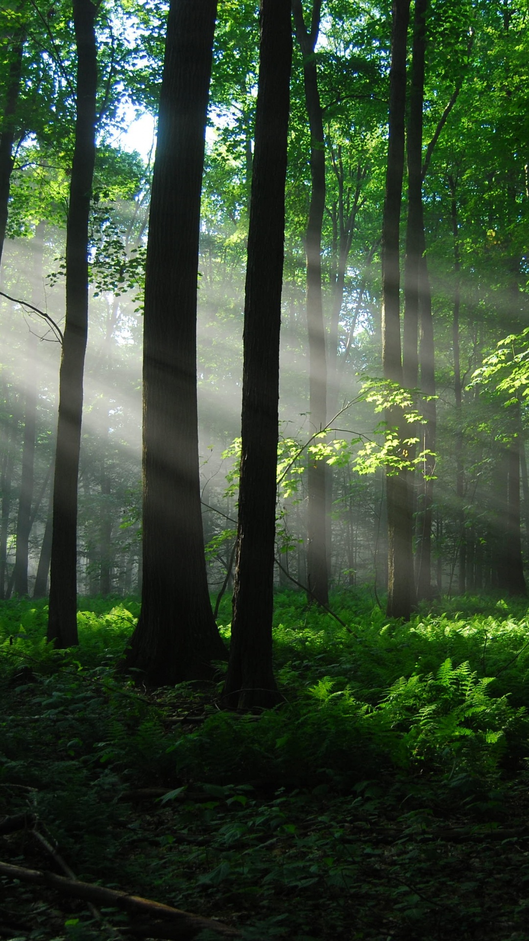 Обои лес, лесистая местность, дерево, природа, растительность в разрешении 1080x1920