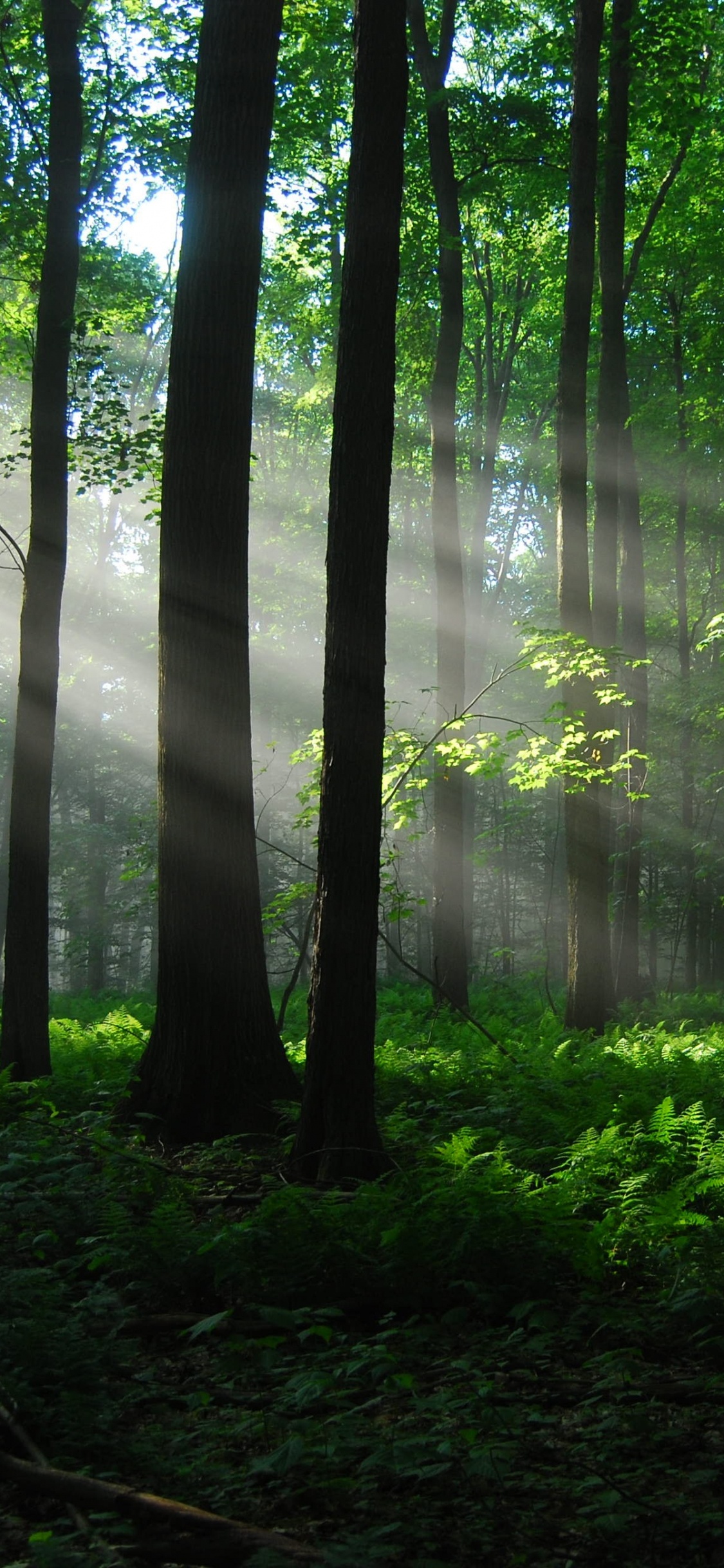 Обои лес, лесистая местность, дерево, природа, растительность в разрешении 1125x2436
