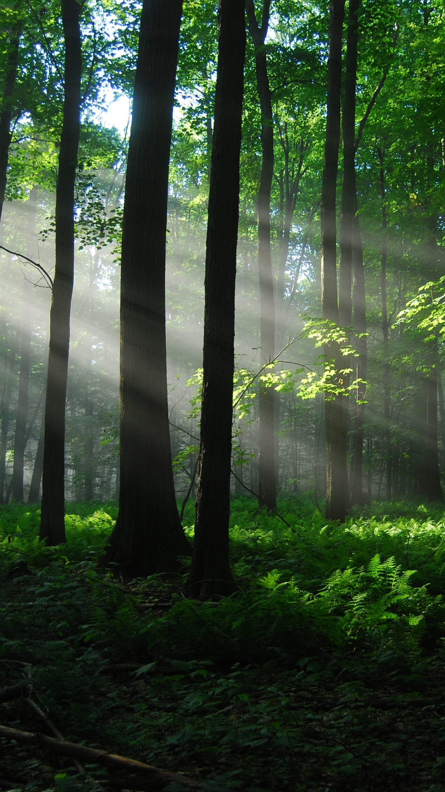Обои лес, лесистая местность, дерево, природа, растительность в разрешении 1440x2560