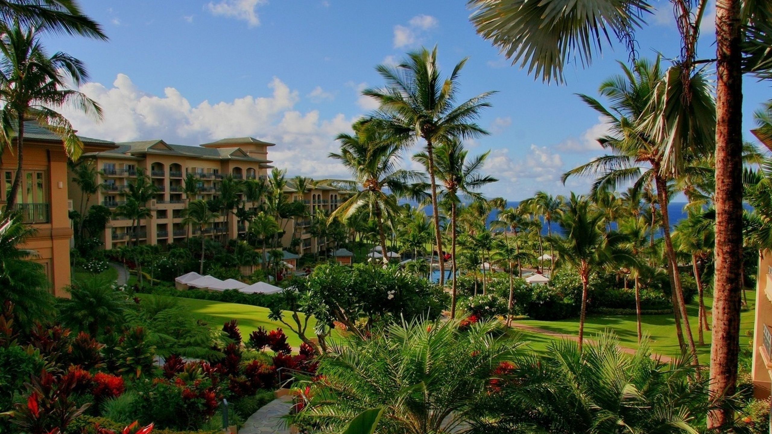 Обои Гавайи, растительность, прибежище, свойство, дерево в разрешении 2560x1440