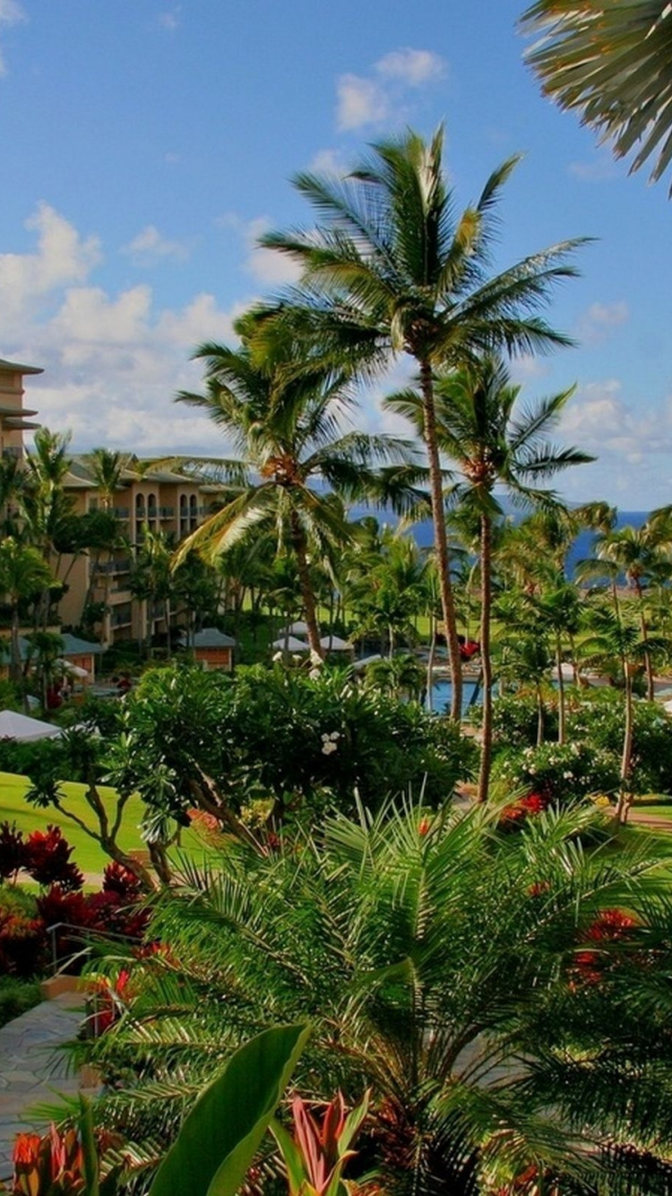 Обои Гавайи, растительность, прибежище, свойство, дерево в разрешении 750x1334