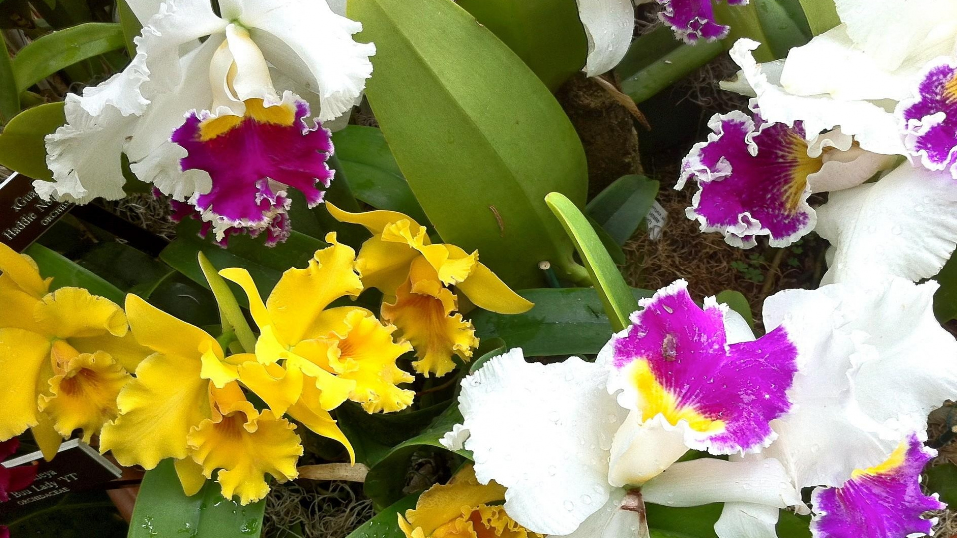 Обои орхидея, дендробиум, цветковое растение, растение, в отеле cattleya labiata в разрешении 1920x1080