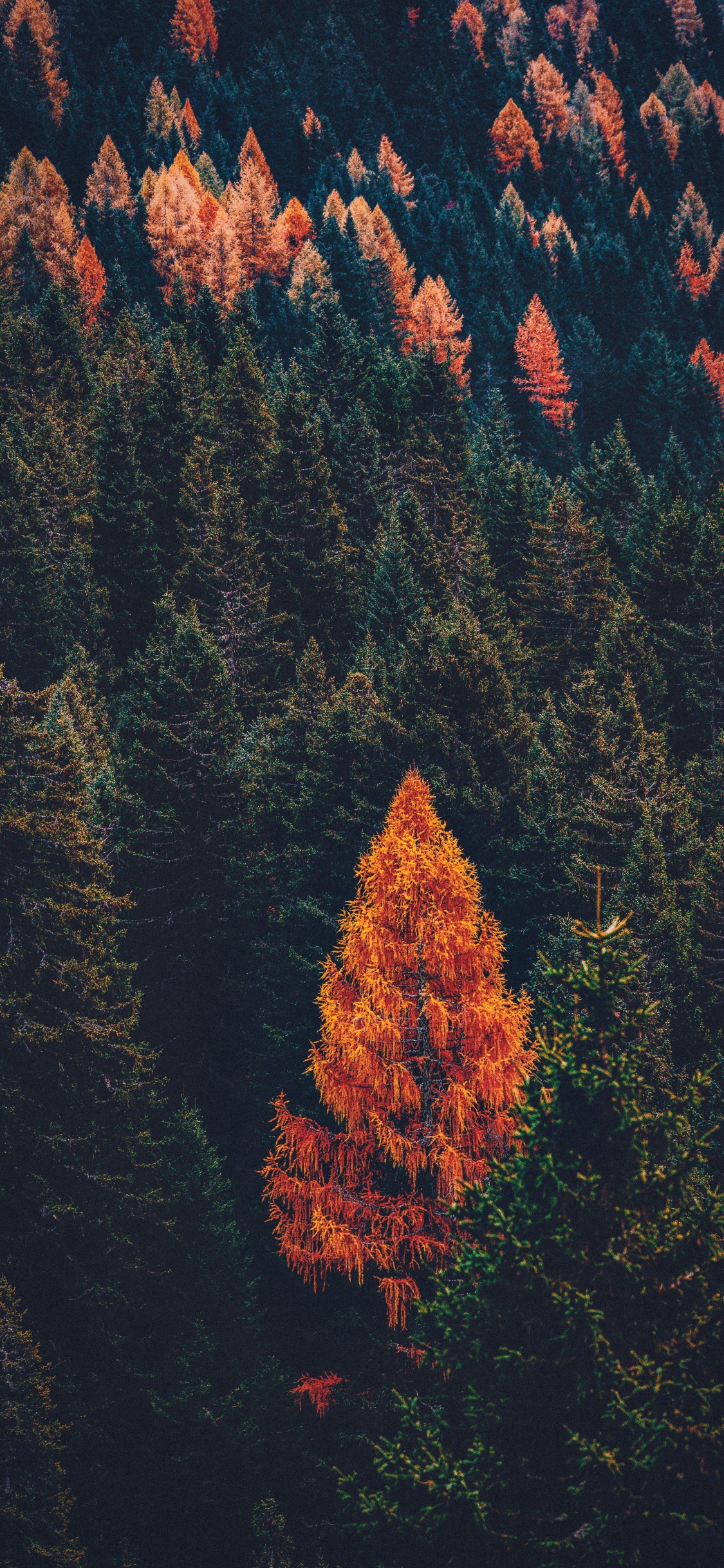 Обои дерево, Хвойные, лес, лист, красный цвет в разрешении 1125x2436