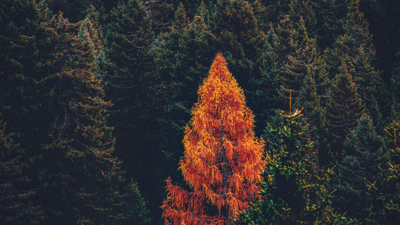 Обои дерево, Хвойные, лес, лист, красный цвет в разрешении 1280x720
