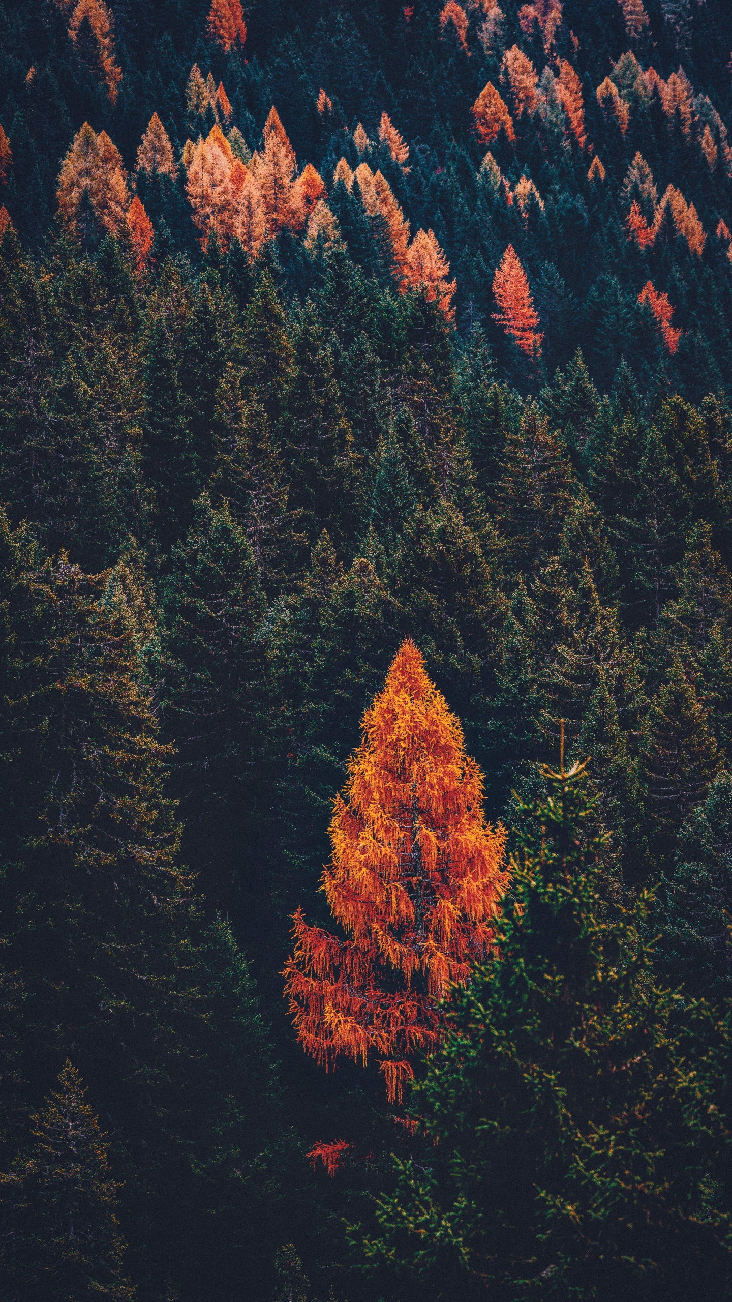 Обои дерево, Хвойные, лес, лист, красный цвет в разрешении 1440x2560
