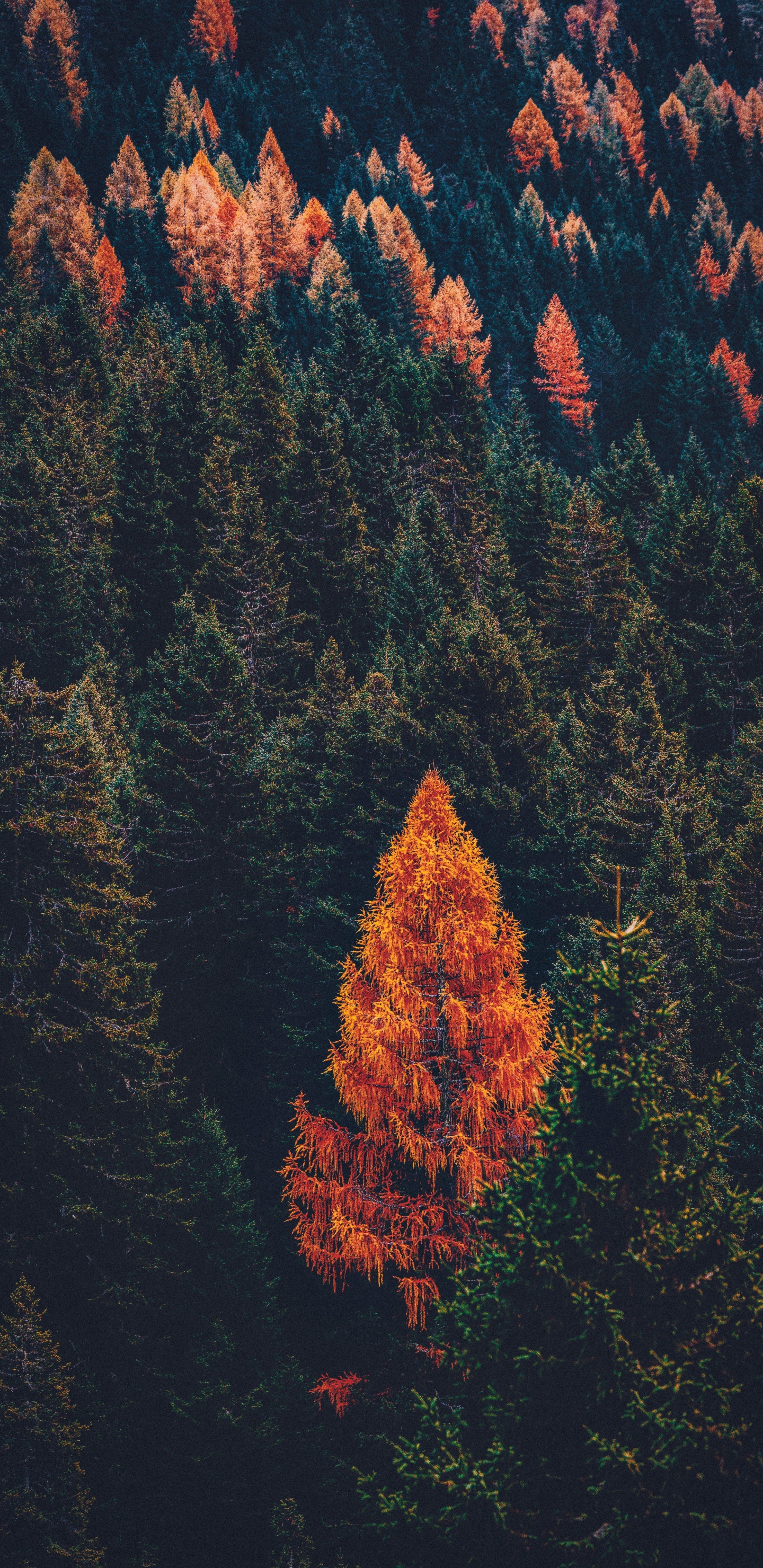Обои дерево, Хвойные, лес, лист, красный цвет в разрешении 1440x2960