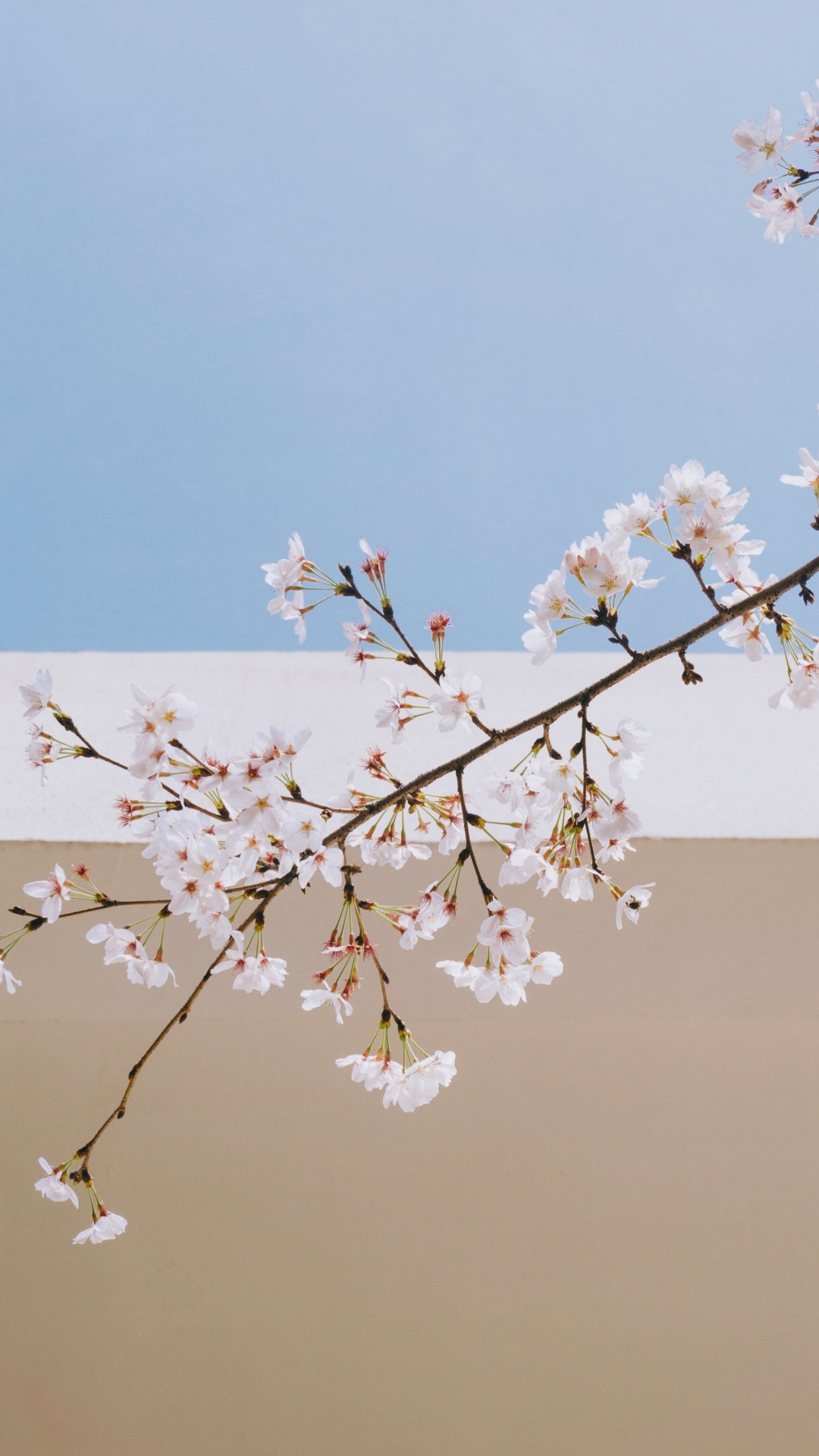 Обои дерево, ДП Ванита hebat, цветок, весна, ветвь в разрешении 1080x1920