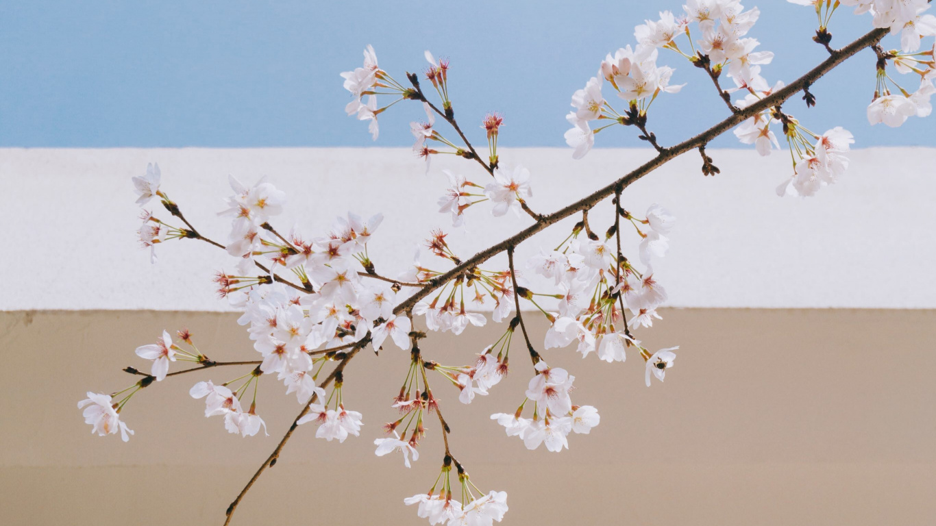 Обои дерево, ДП Ванита hebat, цветок, весна, ветвь в разрешении 1366x768