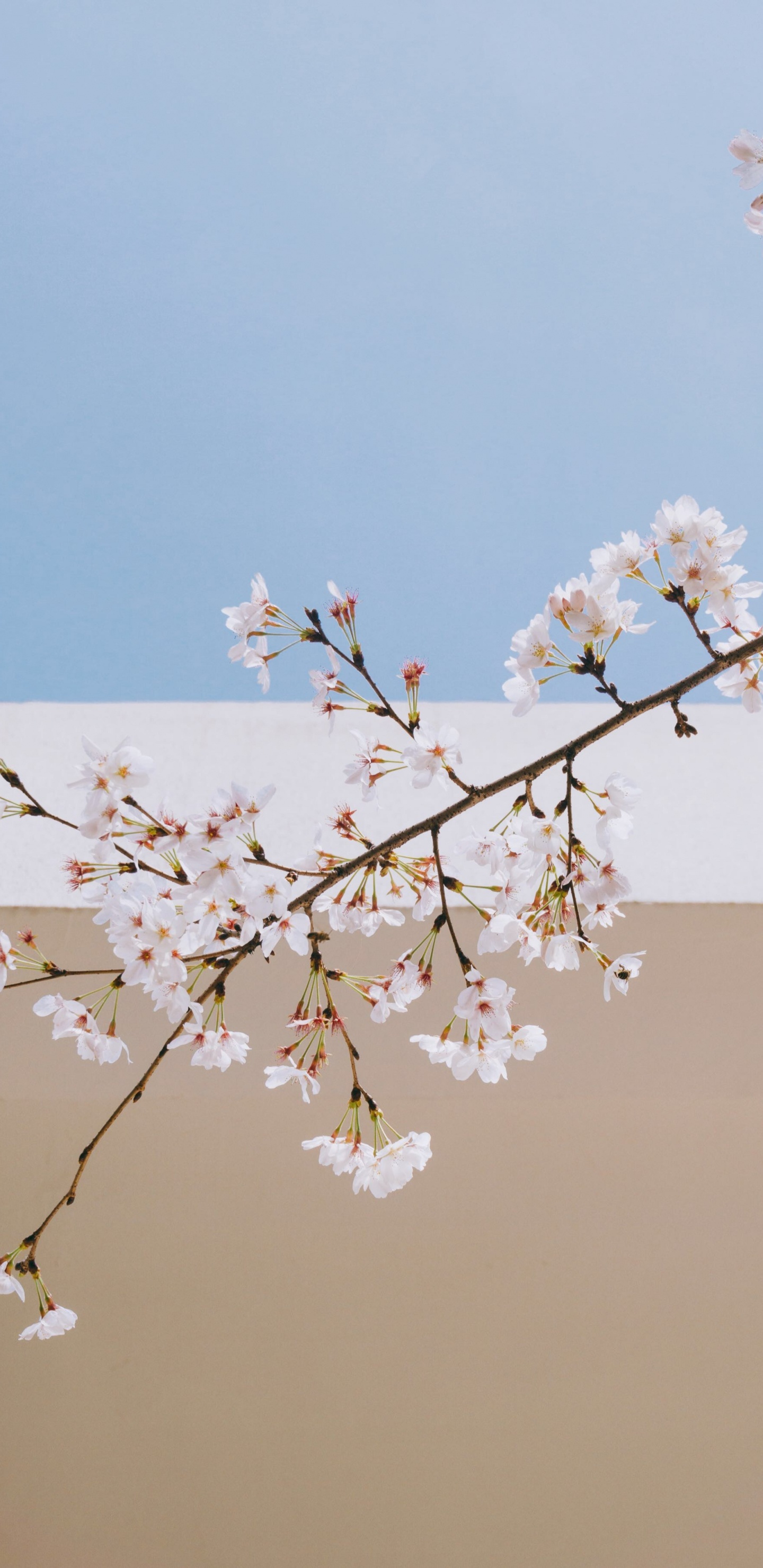 Обои дерево, ДП Ванита hebat, цветок, весна, ветвь в разрешении 1440x2960