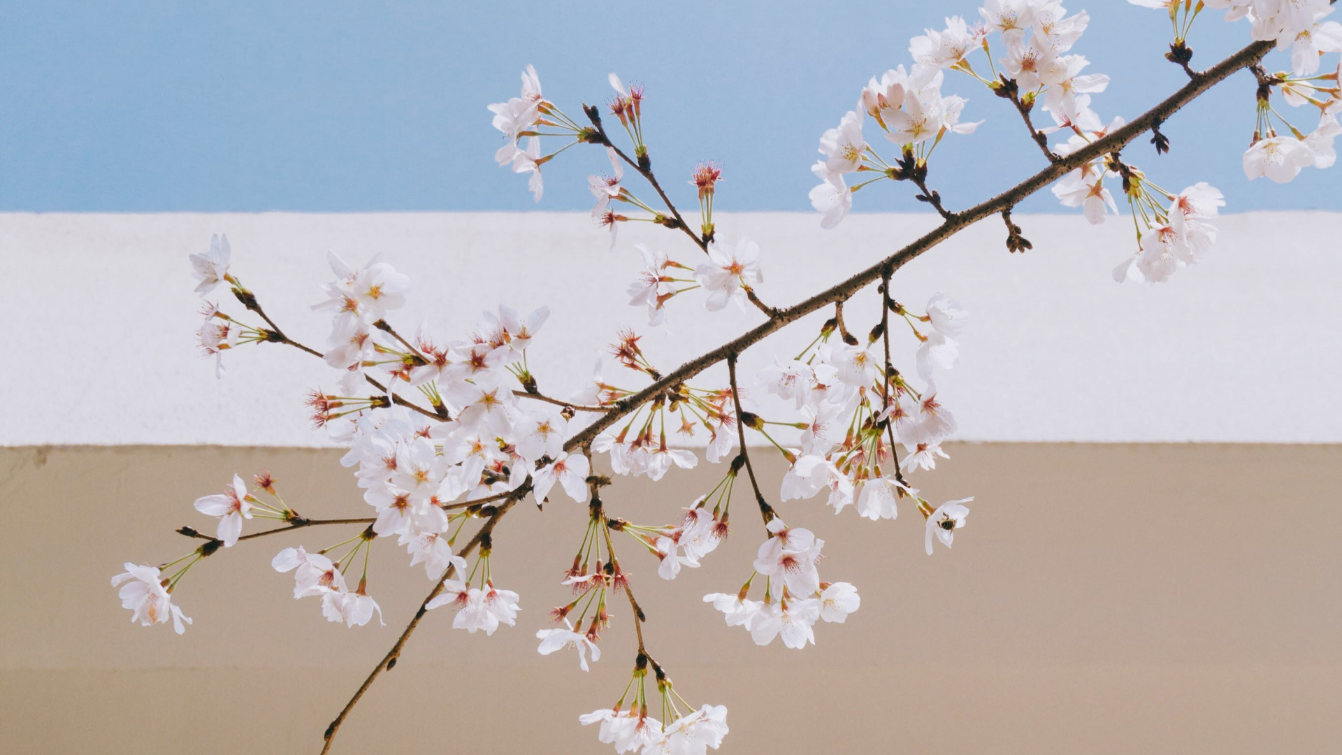 Обои дерево, ДП Ванита hebat, цветок, весна, ветвь в разрешении 1920x1080