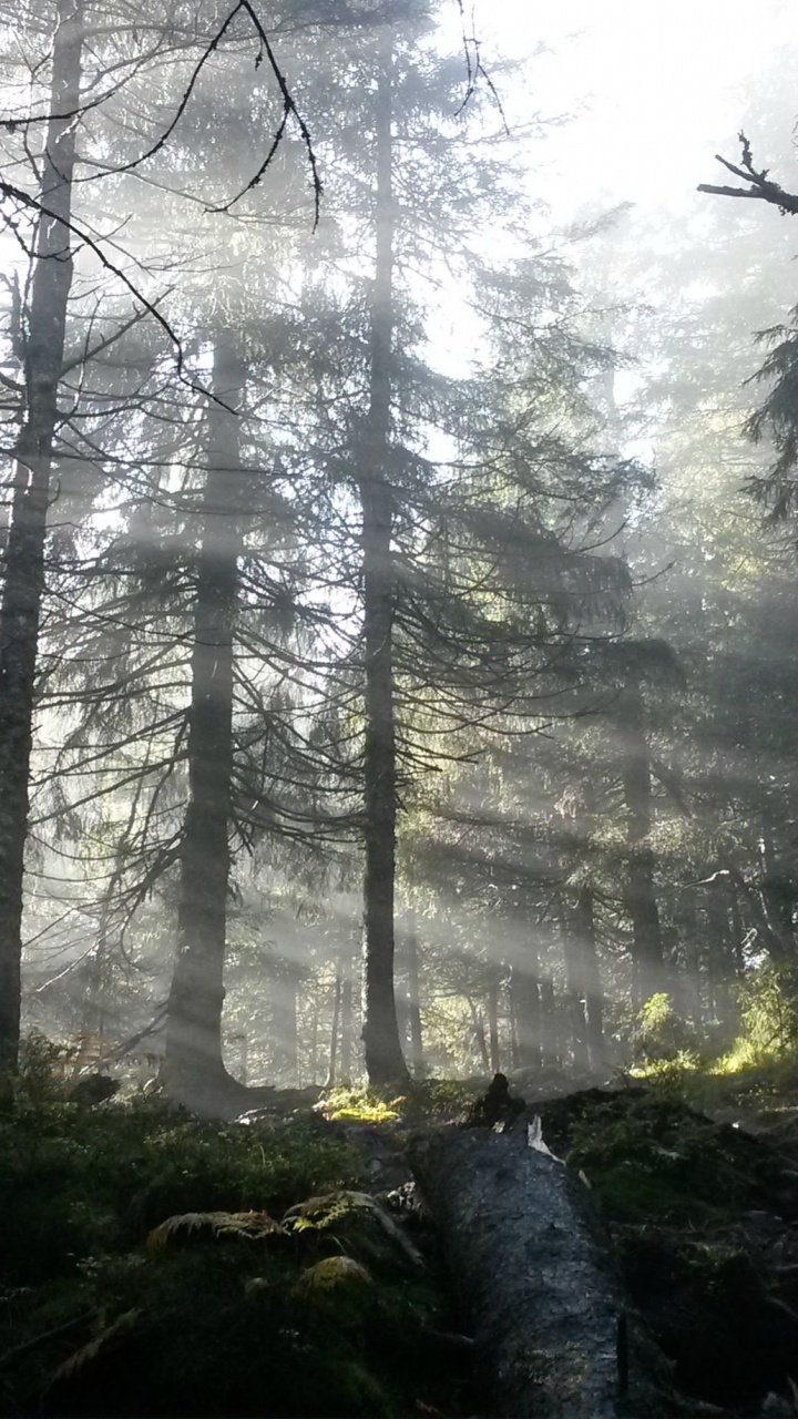 Обои лес, Норвегия, дерево, природа, лесистая местность в разрешении 720x1280