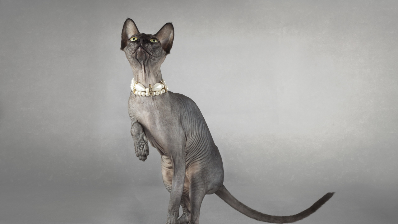 Обои кошки сфинксы, мейн кун, Донской, петерболд, сфинкс в разрешении 1280x720