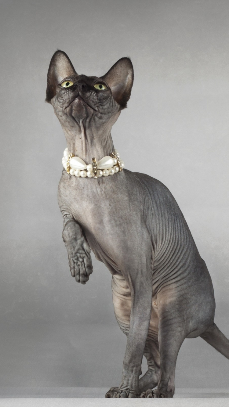 Обои кошки сфинксы, мейн кун, Донской, петерболд, сфинкс в разрешении 750x1334