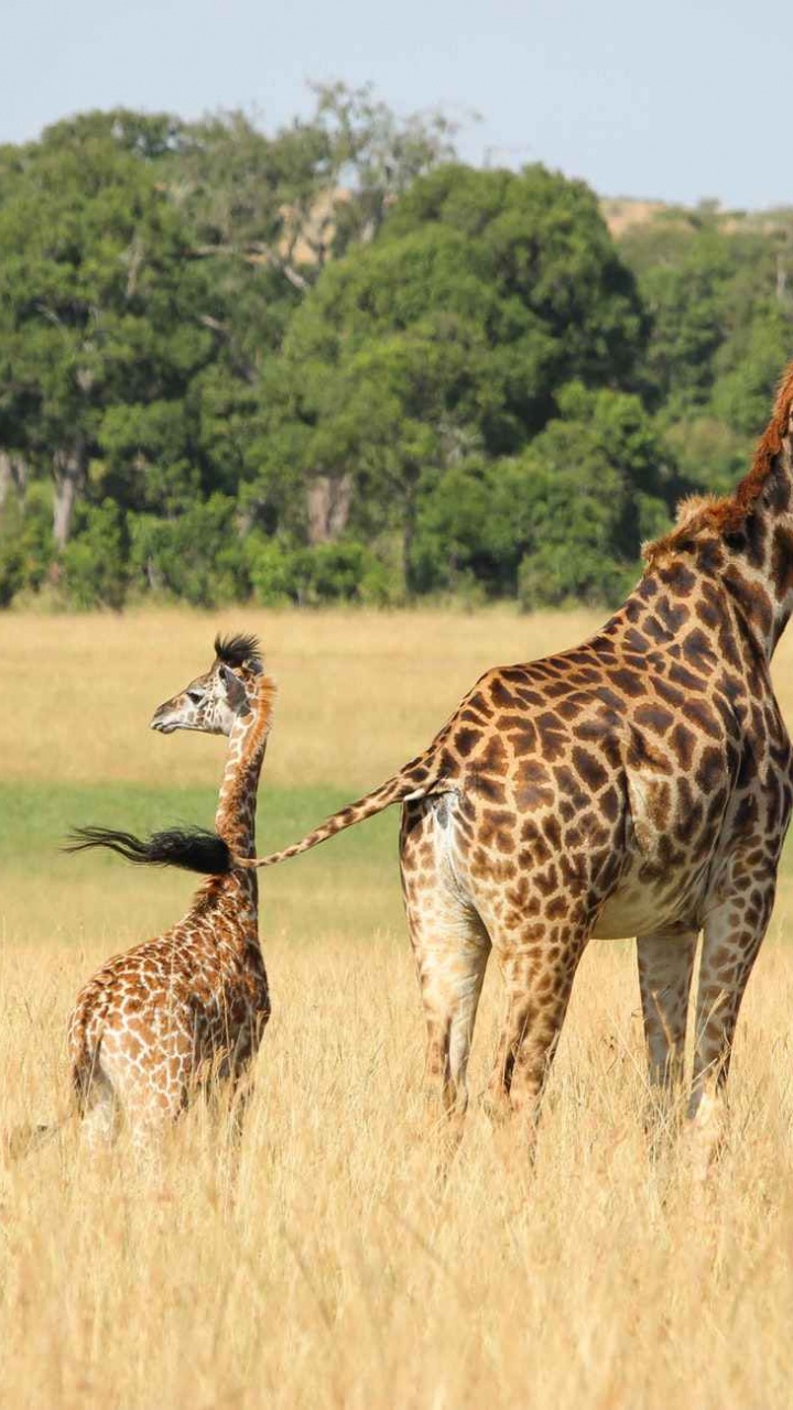 Обои Жираф, наземные животные, жирафовые, живая природа, сенокосное угодье в разрешении 720x1280