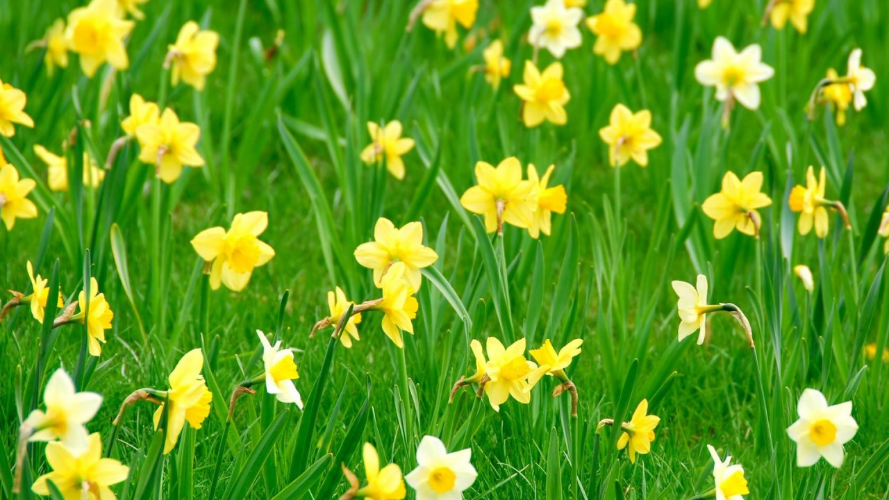 Обои цветковое растение, растение, желтый, полевой цветок, луг в разрешении 1280x720