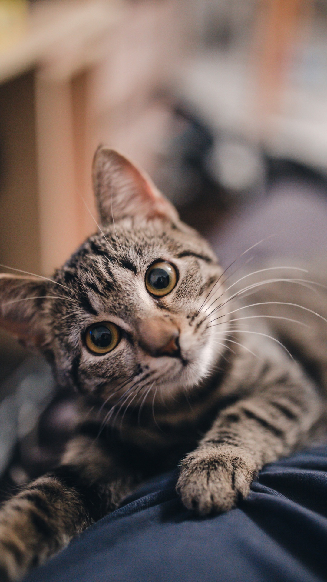 Обои милые кошки, ли дракон, датский дог, котенок, кошачьих в разрешении 1080x1920