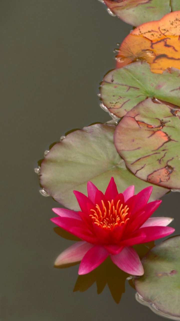 Обои водное растение, лепесток, розовый, священный Лотос, лотоса семьи в разрешении 720x1280