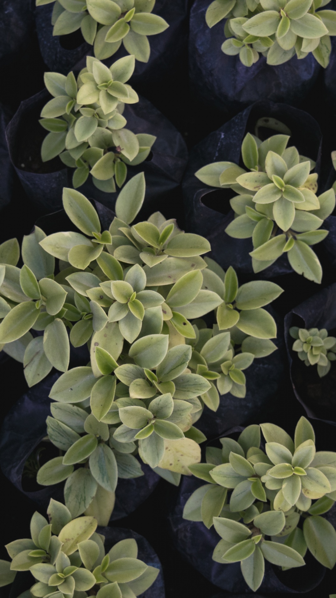 Обои лист, цветок, растение, почвопокровная, узор в разрешении 1080x1920