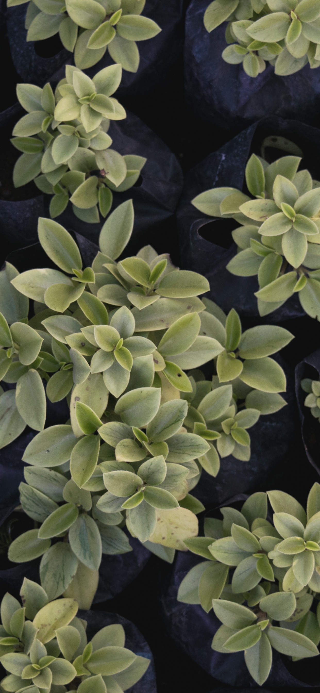 Обои лист, цветок, растение, почвопокровная, узор в разрешении 1242x2688