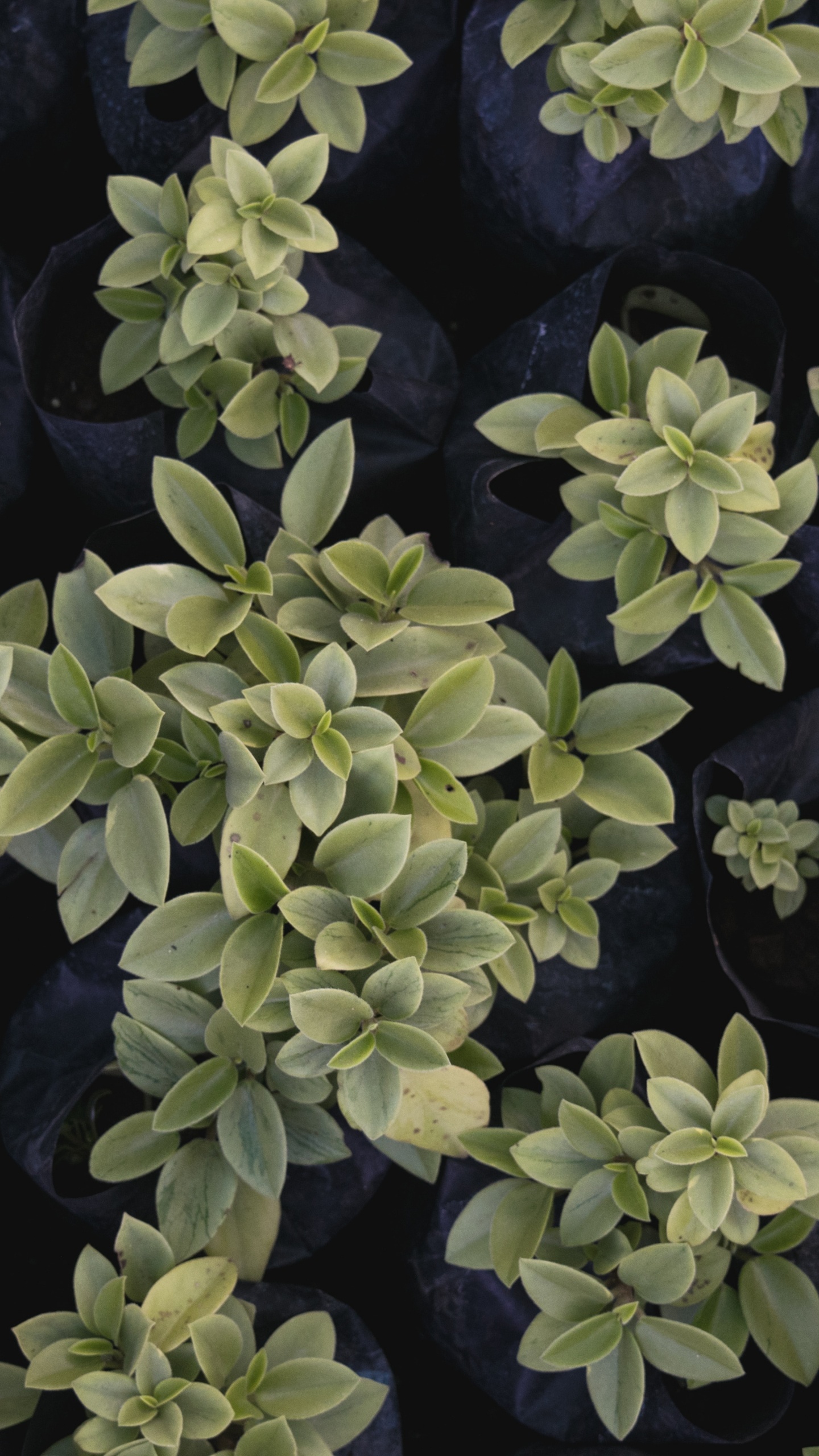 Обои лист, цветок, растение, почвопокровная, узор в разрешении 1440x2560