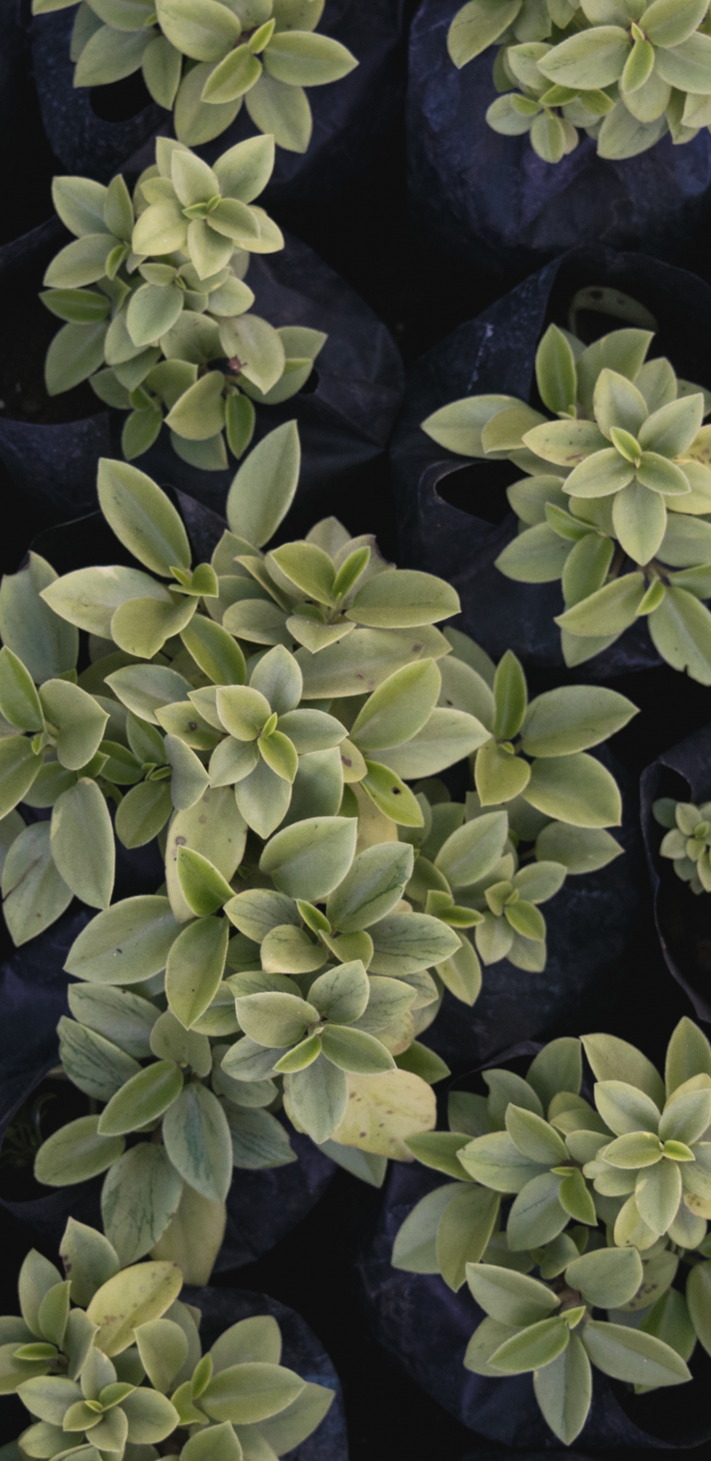 Обои лист, цветок, растение, почвопокровная, узор в разрешении 1440x2960