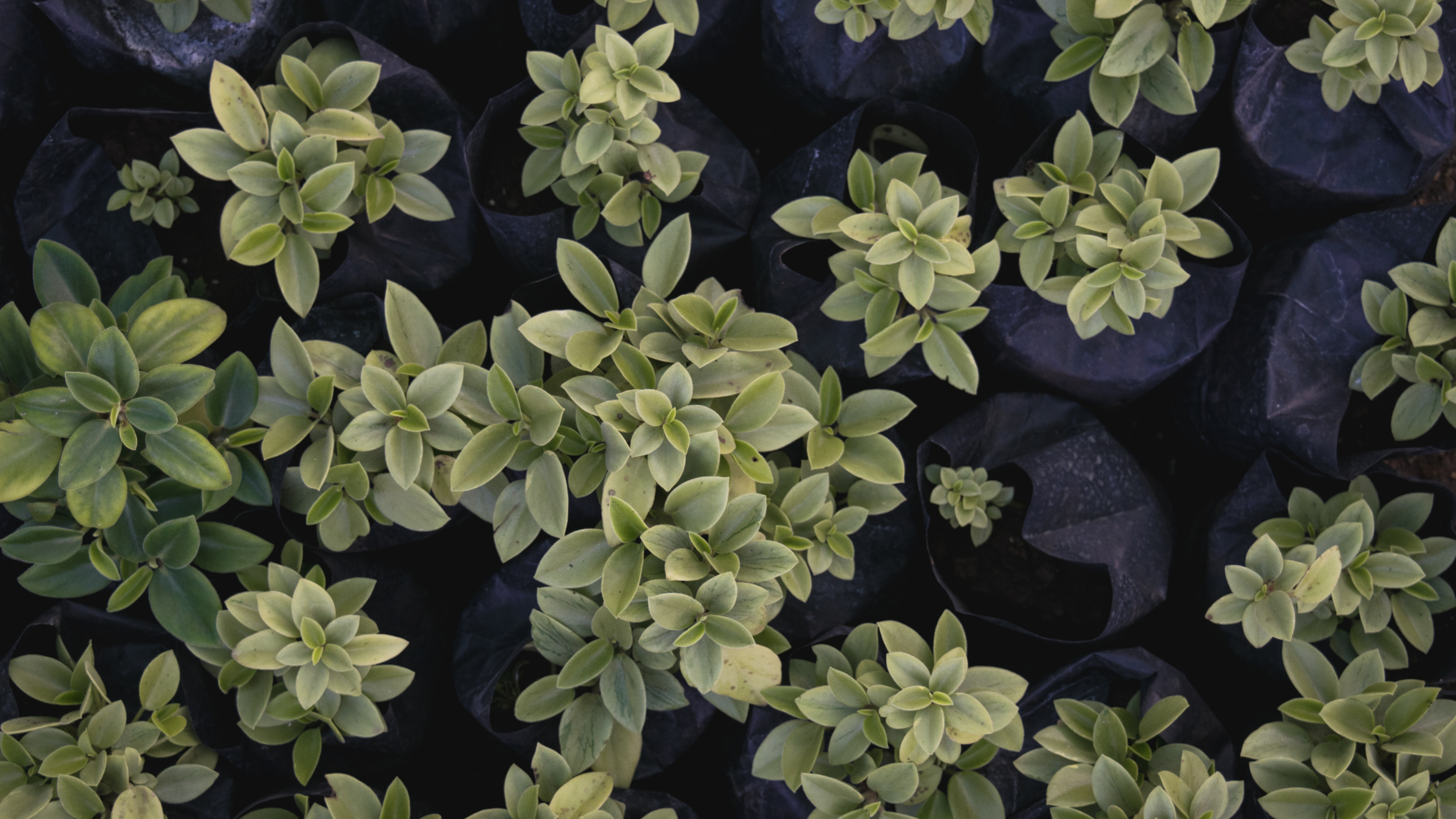 Обои лист, цветок, растение, почвопокровная, узор в разрешении 3840x2160