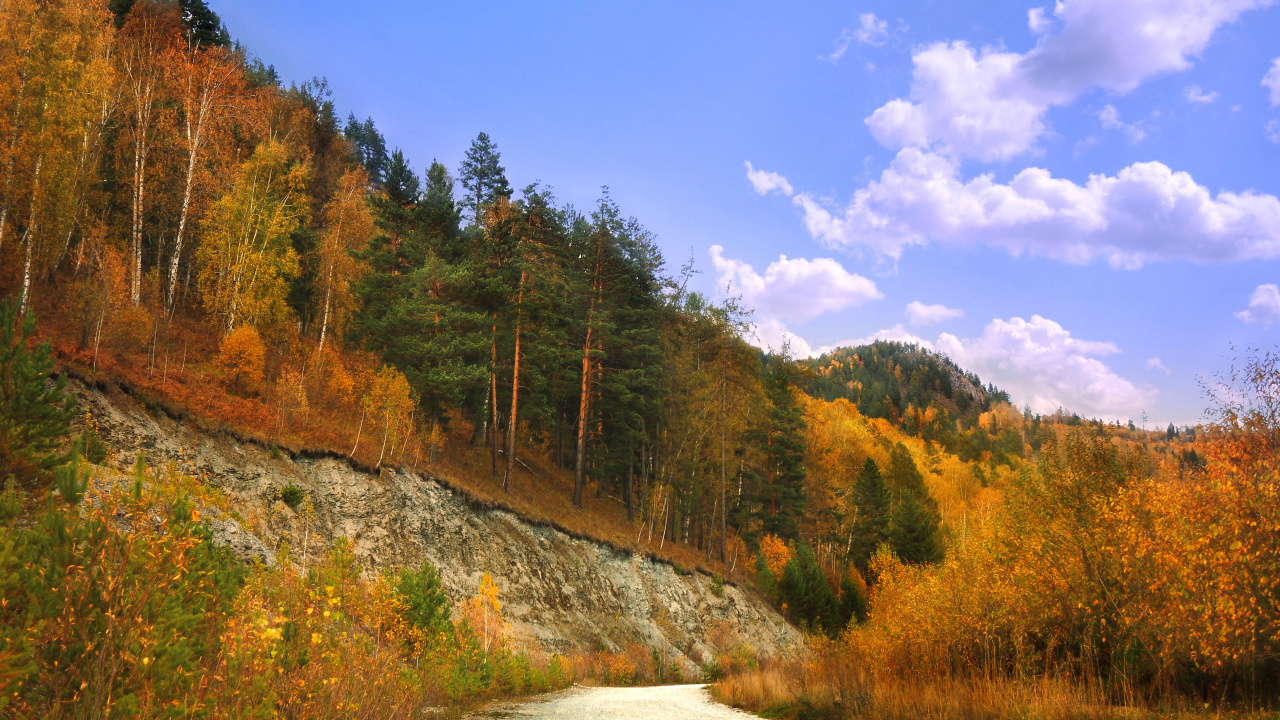 Обои Тайга, природный ландшафт, природа, лист, дерево в разрешении 1280x720