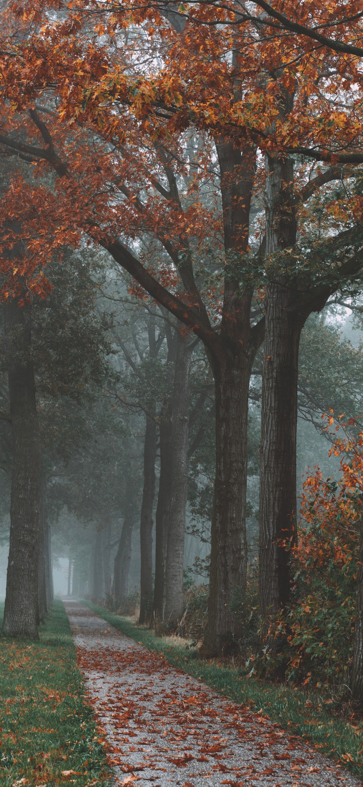 Обои дерево, природа, природный ландшафт, лист, осень в разрешении 1242x2688